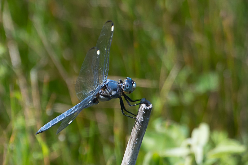 spangled skimmer